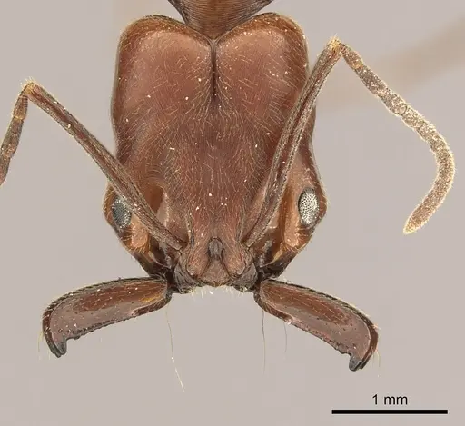 Odontomachus clarus - CASENT0260139