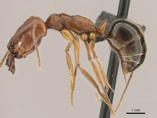 Odontomachus clarus - CASENT0260139