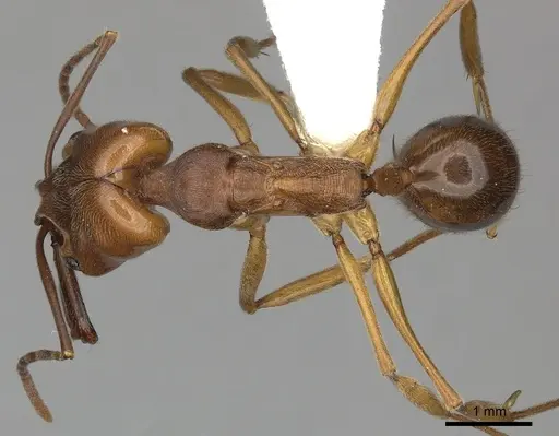 Odontomachus clarus - CASENT0270603