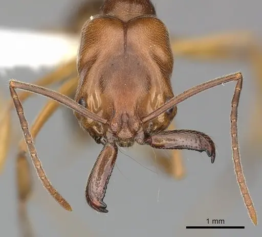 Odontomachus clarus - CASENT0270603