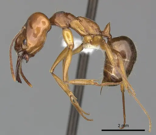 Odontomachus clarus - CASENT0270603