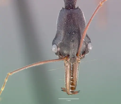 Odontomachus coquereli specimen