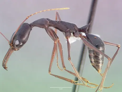 Odontomachus coquereli specimen