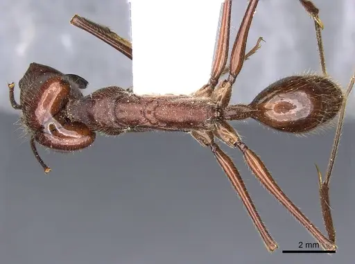 Odontomachus cornutus specimen