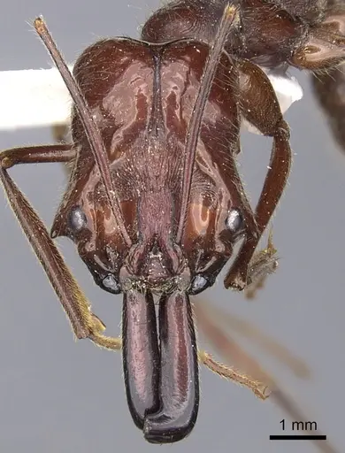 Odontomachus cornutus specimen