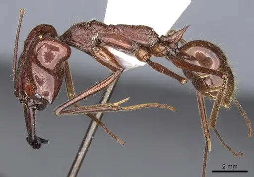 Odontomachus cornutus specimen