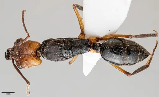 Odontomachus erythrocephalus specimen