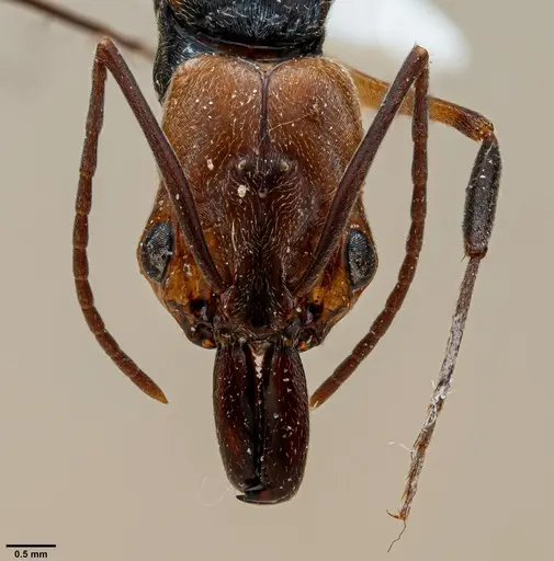 Odontomachus erythrocephalus specimen