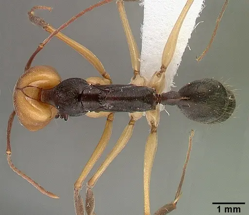 Odontomachus erythrocephalus - CASENT0010636