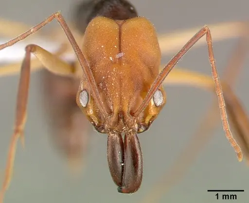 Odontomachus erythrocephalus - CASENT0010636