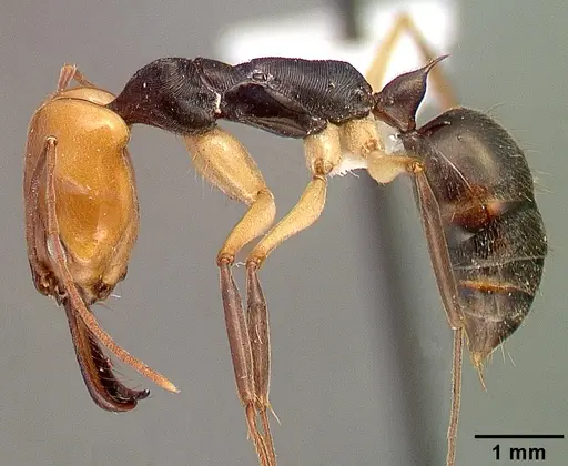 Odontomachus erythrocephalus - CASENT0010636