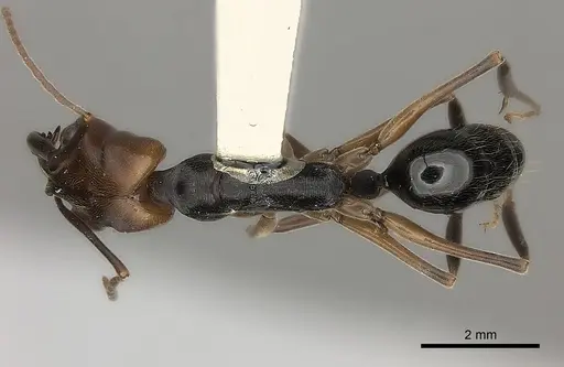 Odontomachus erythrocephalus - CASENT0217538