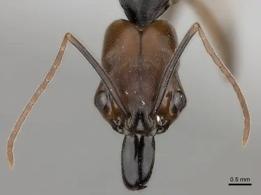 Odontomachus erythrocephalus - CASENT0217538