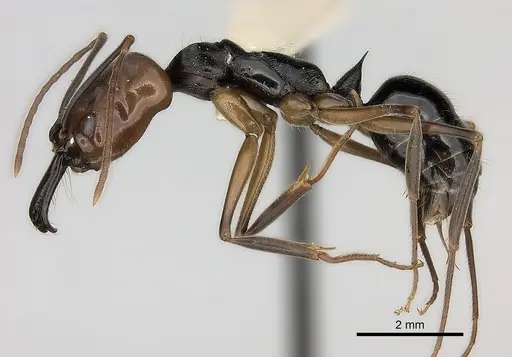 Odontomachus erythrocephalus - CASENT0217538