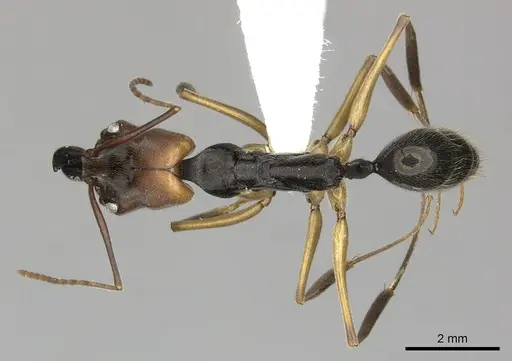 Odontomachus erythrocephalus - CASENT0270604