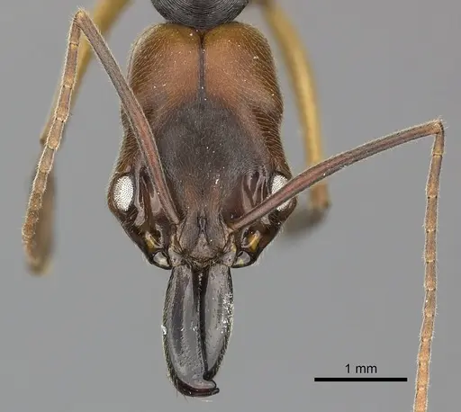 Odontomachus erythrocephalus - CASENT0270604