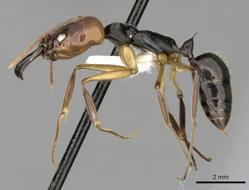Odontomachus erythrocephalus - CASENT0270604