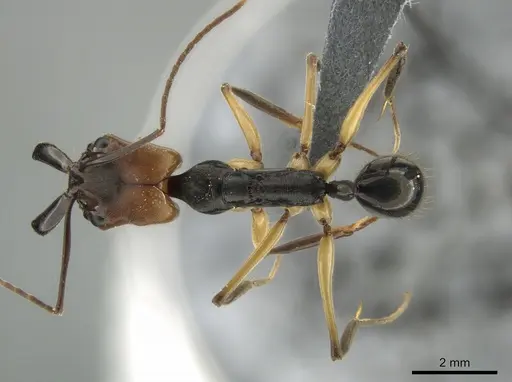 Odontomachus erythrocephalus - CASENT0647094