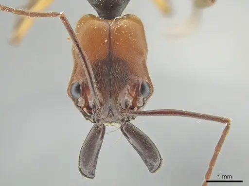 Odontomachus erythrocephalus - CASENT0647094