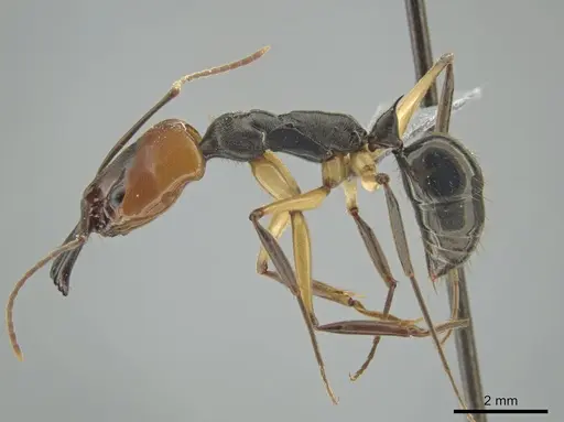 Odontomachus erythrocephalus - CASENT0647094