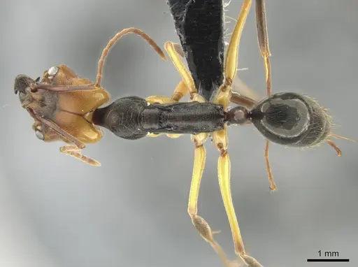 Odontomachus erythrocephalus - CASENT0649085