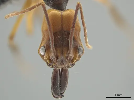 Odontomachus erythrocephalus - CASENT0649085