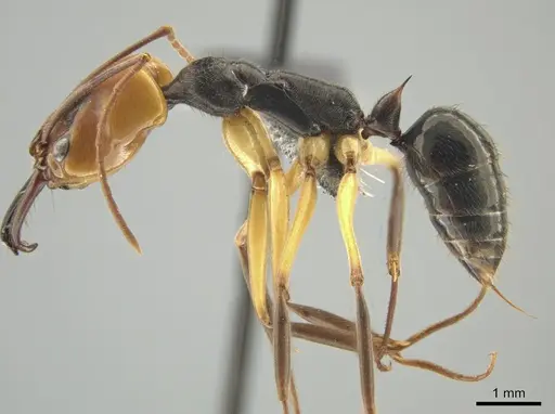 Odontomachus erythrocephalus - CASENT0649085