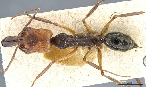 Odontomachus erythrocephalus - CASENT0904006