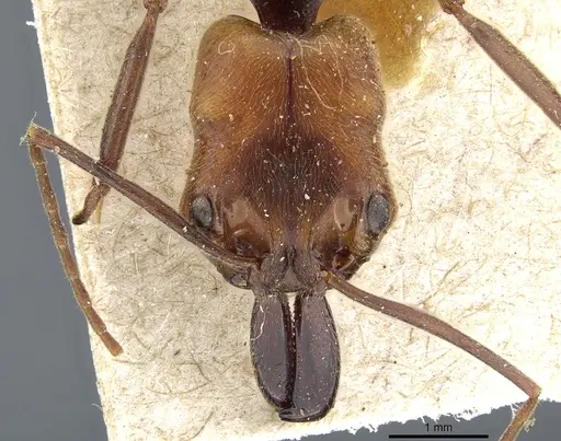Odontomachus erythrocephalus - CASENT0904006