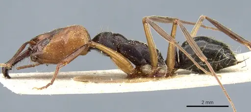 Odontomachus erythrocephalus - CASENT0904006