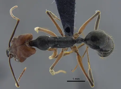 Odontomachus erythrocephalus - CBUMAGENT42000