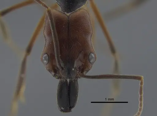 Odontomachus erythrocephalus - CBUMAGENT42000