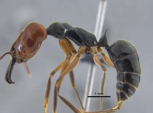 Odontomachus erythrocephalus - CBUMAGENT42000