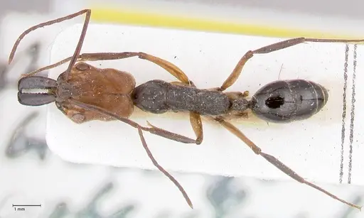 Odontomachus erythrocephalus - FOCOL1052