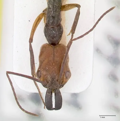 Odontomachus erythrocephalus - FOCOL1052