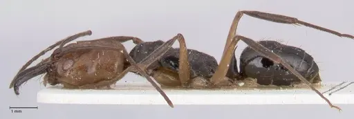 Odontomachus erythrocephalus - FOCOL1052