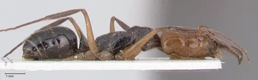 Odontomachus erythrocephalus - FOCOL1052