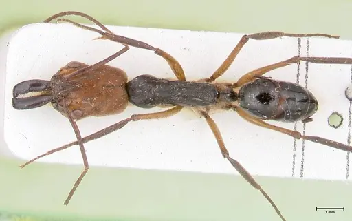 Odontomachus erythrocephalus - FOCOL1053