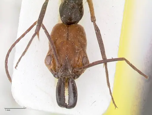 Odontomachus erythrocephalus - FOCOL1053