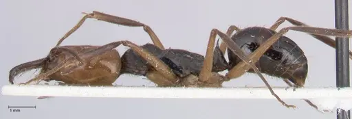 Odontomachus erythrocephalus - FOCOL1053