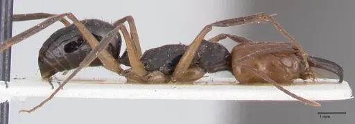 Odontomachus erythrocephalus - FOCOL1053