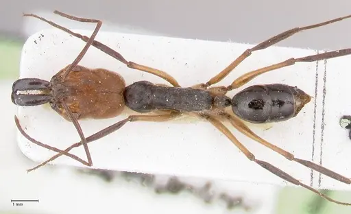 Odontomachus erythrocephalus - FOCOL1054