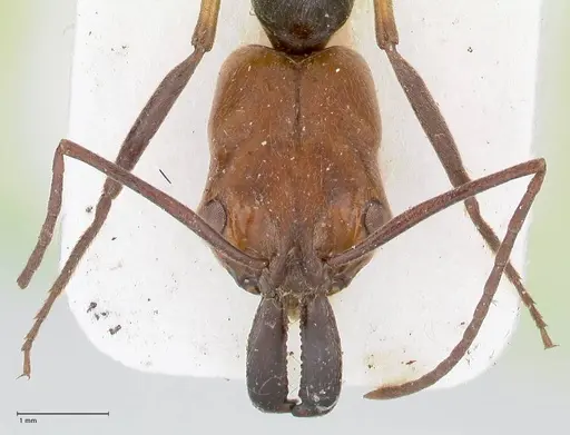 Odontomachus erythrocephalus - FOCOL1054