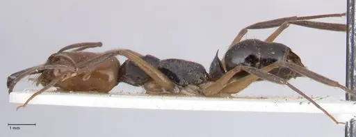 Odontomachus erythrocephalus - FOCOL1054