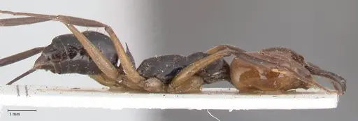 Odontomachus erythrocephalus - FOCOL1054