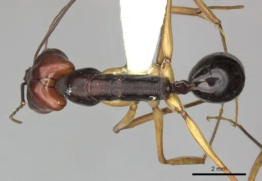 Odontomachus floresensis specimen