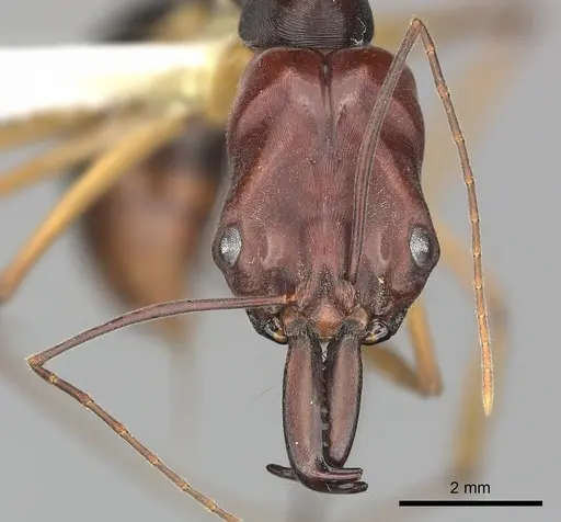 Odontomachus floresensis specimen