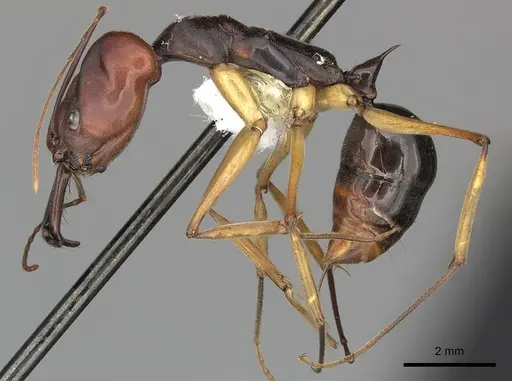 Odontomachus floresensis specimen