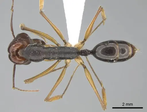 Odontomachus floresensis - CASENT0740781