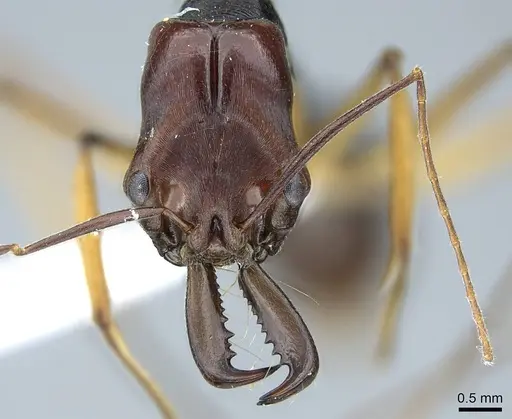 Odontomachus floresensis - CASENT0740781